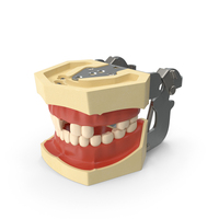 Typodont Dental Model Without Several Upper Teeth PNG & PSD Images