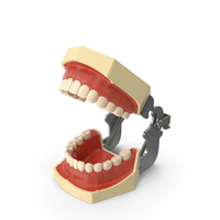 Typodont Dental Model Open PNG & PSD Images