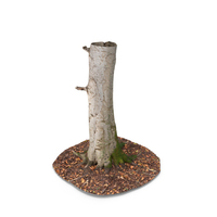 Forest Tree Trunk PNG & PSD Images