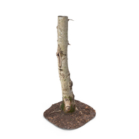 Forest Tree Trunk PNG & PSD Images