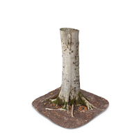 Forest Tree Trunk PNG & PSD Images