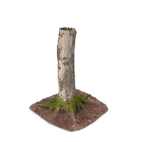 Forest Tree Trunk PNG & PSD Images