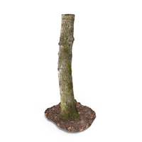 Forest Tree Trunk PNG & PSD Images