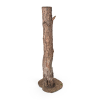 Forest Tree Trunk PNG & PSD Images