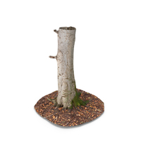 Trimmed Trunk PNG & PSD Images
