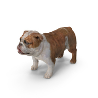 Bulldog Fur PNG & PSD Images