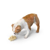 Bulldog Sniffs a Pile of Bones PNG & PSD Images