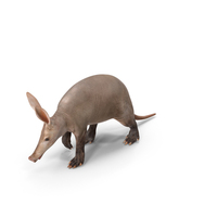 Mammal Aardvark Walking Pose PNG & PSD Images