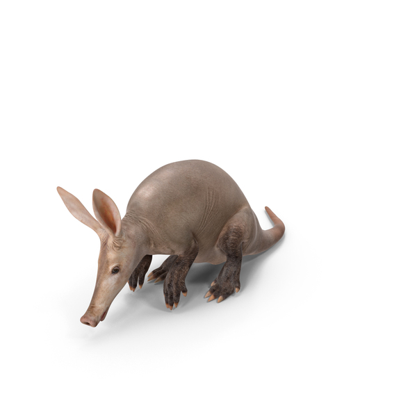 Night Mammal Aardvark Sitting Pose PNG & PSD Images