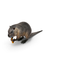 Nutria Eating Carrot PNG & PSD Images