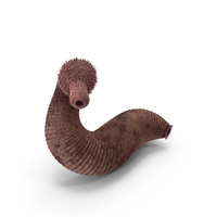 Ottoia Relict Marine Worm Fossil PNG & PSD Images