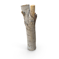 Bark PNG & PSD Images