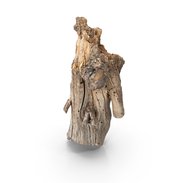 Bark PNG & PSD Images