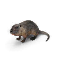 Nutria in a Sitting Pose PNG & PSD Images