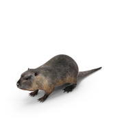 Nutria PNG & PSD Images