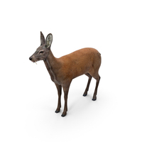 Moschus Moschiferus PNG & PSD Images
