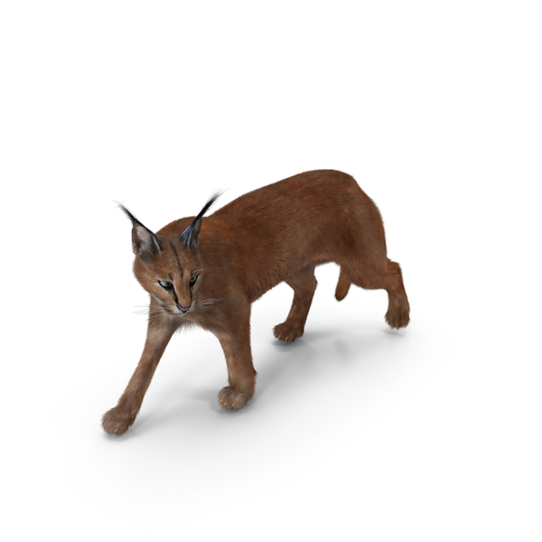 Caracal Cat Walking Pose Fur PNG & PSD Images