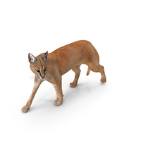 Caracal Cat Walking Pose PNG & PSD Images