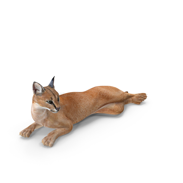 Caracal Cat Resting PNG & PSD Images