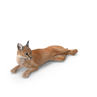 Caracal Cat Resting PNG & PSD Images