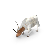 Texas Longhorn Cattle White Color PNG & PSD Images