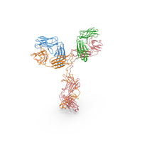 Antibody Ribbon Structure PNG & PSD Images