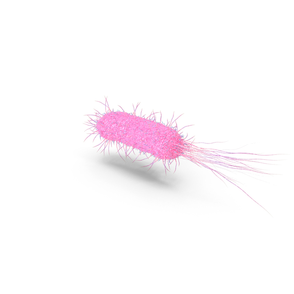 Bacillus Bacteria PNG & PSD Images