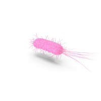 Bacillus Bacteria PNG & PSD Images