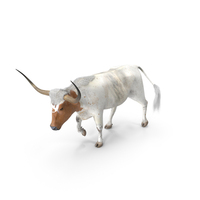 White Texas Longhorn Bull Walking Pose PNG & PSD Images