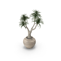 Aloe Barber Tree PNG & PSD Images