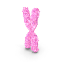 Female X Chromosome PNG & PSD Images