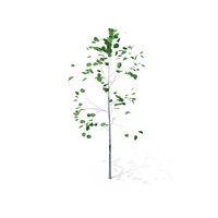 Sapling PNG & PSD Images