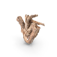Grapevine Bark PNG & PSD Images
