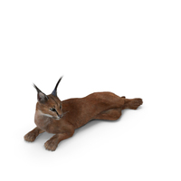 Caracal Cat Resting Fur PNG & PSD Images