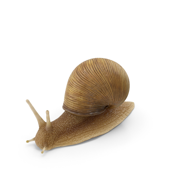 Garden Snail PNG & PSD Images