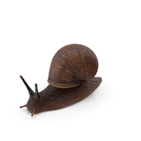 Garden Snail Dark Color PNG & PSD Images