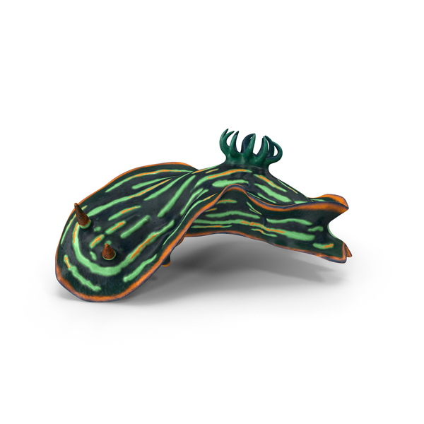 Kubaryana Sea Slug PNG & PSD Images