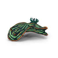 Kubaryana Sea Slug PNG & PSD Images
