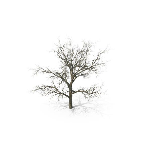 Swamp White Oak Winter PNG & PSD Images