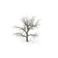 Swamp White Oak Winter PNG & PSD Images