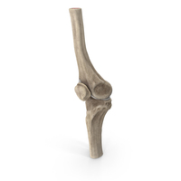 Knee Joint PNG & PSD Images