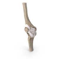 Knee Joint PNG & PSD Images