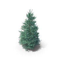 Abies Tree PNG & PSD Images