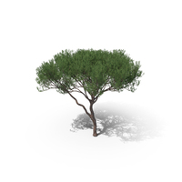 Pinus Pinaster PNG & PSD Images
