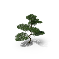 Small Podocarpus PNG & PSD Images