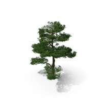 Big Podocarpus PNG & PSD Images