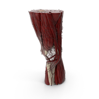 Knee Human Anatomy PNG & PSD Images