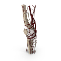 Knee Human Anatomy PNG & PSD Images
