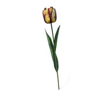 Banja Luka Tulip Flower PNG & PSD Images