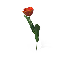 Blooming Red-Yellow Tulip Flower PNG & PSD Images